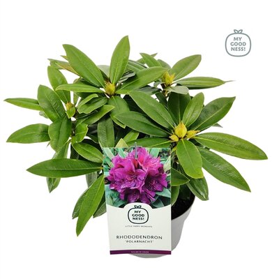 Rhododendron 'Polarnacht' bordeaux rood, pot 22 cm, h 35 cm