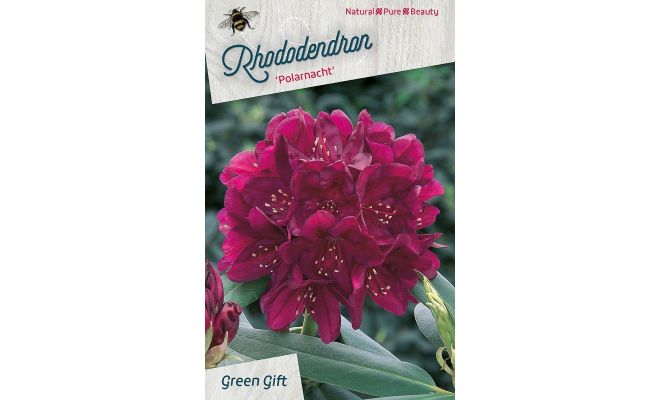 Rhododendron 'Polarnacht' h40-50 cm - afbeelding 1