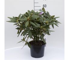 Rhododendron 'Polarnacht' h40-50 cm - afbeelding 2