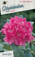 Rhododendron 'Rocket, pot 23 cm, h 35 cm - afbeelding 2
