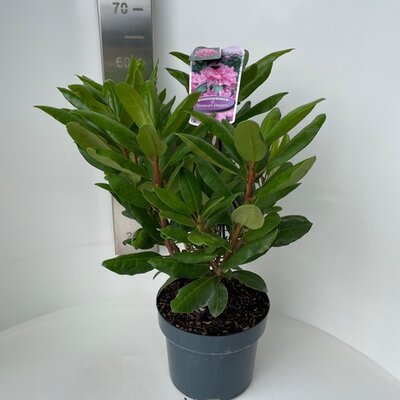 rhododendron roseum elegans, pot 21, h 40 cm - afbeelding 1