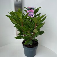 rhododendron roseum elegans, pot 21, h 40 cm - afbeelding 1