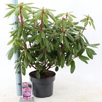 rhododendron roseum elegans, pot 21, h 40 cm - afbeelding 2