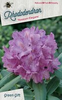 rhododendron roseum elegans, pot 21, h 40 cm - afbeelding 3