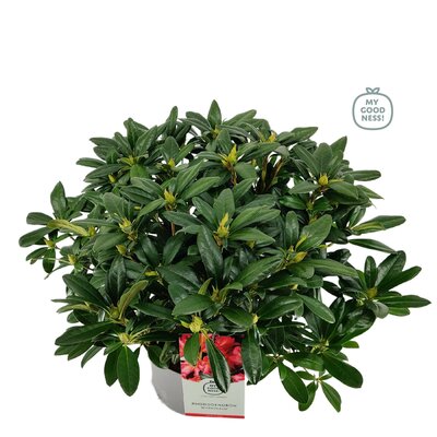 Rhododendron 'Scyphocalix' oranje, pot 23 cm, h 50 cm - afbeelding 1