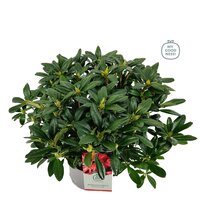 Rhododendron 'Scyphocalix' oranje, pot 23 cm, h 50 cm - afbeelding 1