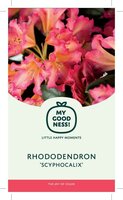 Rhododendron 'Scyphocalix' oranje, pot 23 cm, h 50 cm - afbeelding 2