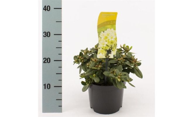 rhododendron shamrock, pot 17 cm, h 25 cm