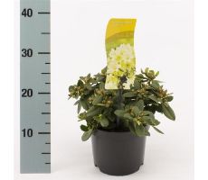 rhododendron shamrock, pot 17 cm, h 25 cm