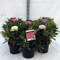 Rhododendron SI, pot 12 cm, h 25 cm