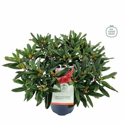 Rhododendron. 'tortoishell orange',  pot 23 cm, h 40 cm - afbeelding 1