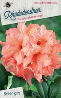 Rhododendron. 'tortoishell orange',  pot 23 cm, h 40 cm - afbeelding 2