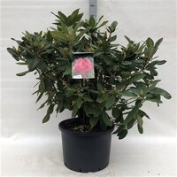 Rhododendron Wilgen's Ruby rood , pot 22 cm, h 50 cm