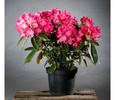 Rhododendron (Y) 'Morgenrot' h30-40 cm