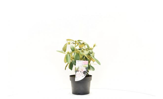 Rhododendron (Y) Schneekrone  planthoogte 30/40cm