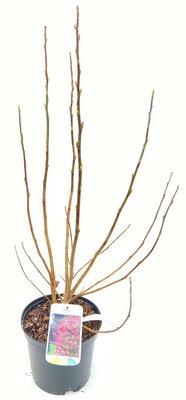 Ribes sanguineum, pot 19 cm, h 55 cm