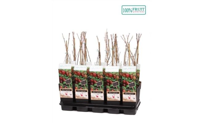 Rode Kruisbes, Ribes Uva Crispa Captivator