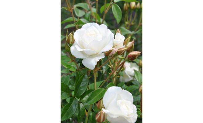 Rosa Climbing Snow Princess, pot 17 cm, h 75 cm - afbeelding 1