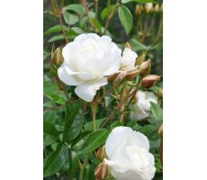 Rosa Climbing Snow Princess, pot 17 cm, h 75 cm - afbeelding 1