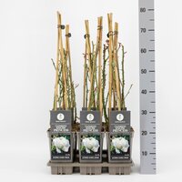 Rosa Climbing Snow Princess, pot 17 cm, h 75 cm - afbeelding 3