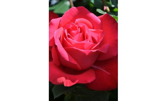 Roos Dame de Coeur, rood, P19cm - afbeelding 1