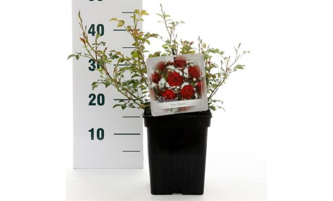 Rosa Fairy Queen, pot 17 cm, h 35 cm - afbeelding 1