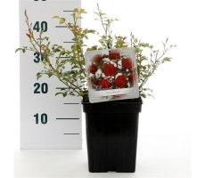 Rosa Fairy Queen, pot 17 cm, h 35 cm - afbeelding 1