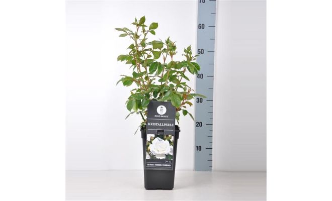 Rosa Kristallperle, pot 17 cm, h 35 cm - afbeelding 1