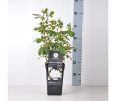 Rosa Kristallperle, pot 17 cm, h 35 cm - afbeelding 1