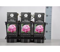 Roos Lila Wunder, paars, P19cm - afbeelding 2
