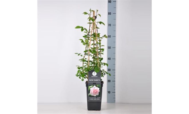 Rosa New Dawn, pot 17 cm, h 75 cm - afbeelding 1