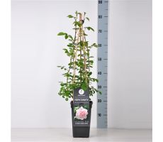 Rosa New Dawn, pot 17 cm, h 75 cm - afbeelding 1