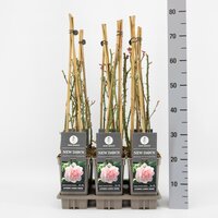 Rosa New Dawn, pot 17 cm, h 75 cm - afbeelding 2