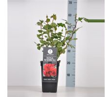 Rosa Nina Weibull, pot 17 cm, h 35 cm - afbeelding 2