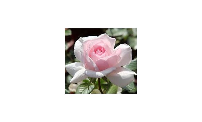 Roos PDN a Whiter Shade of Pale, roze, P19cm