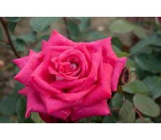 Roos PDN Acapella, roze, P19cm