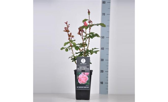 Rosa Queen Elizabeth, pot 17 cm, h 35 cm - afbeelding 1