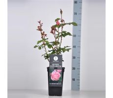 Rosa Queen Elizabeth, pot 17 cm, h 35 cm - afbeelding 1