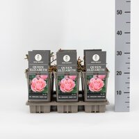 Rosa Queen Elizabeth, pot 17 cm, h 35 cm - afbeelding 2