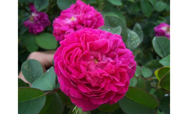 Roos Rose de Resht, paars/roze, P19cm - afbeelding 1