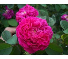 Roos Rose de Resht, paars/roze, P19cm - afbeelding 1