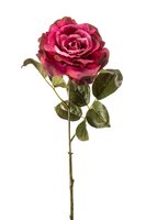 Roossteel, 65 cm, beauty