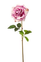 Roossteel, 68 cm, lichtpaars