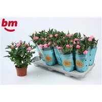 Rosa 'Amazing Jewel, pot 10,5 cm, h 25 cm