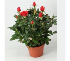 Rosa  'Amorosa'   ...mix potmaat 10,5cm planthoogte 22cm