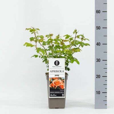 Rosa Aprikola, pot 17 cm, h 20 cm - afbeelding 1