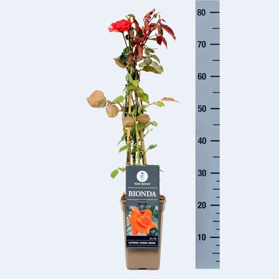 Rosa Bionda, pot 14 cm, h 80 cm