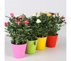 Rosa  'Favourite Roses'   ...mix 5 potmaat 13cm planthoogte 30cm - afbeelding 1