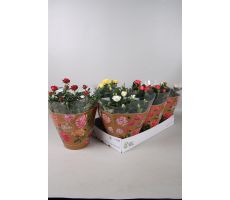 Rosa  'Favourite Roses'   ...mix 5 potmaat 13cm planthoogte 30cm - afbeelding 2