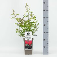 Rosa Gartnerfreude, pot 17 cm, h 20 cm - afbeelding 1